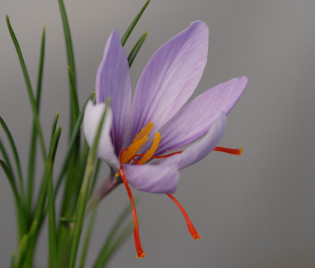 Crocus sativus