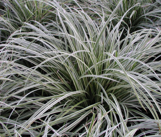 Carex morrowii var. foliosissima 'Silver Sceptre'