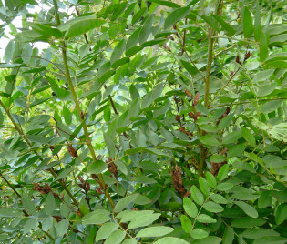 Glycyrrhiza glabra