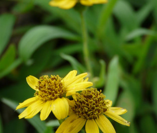 Arnika -Arnica chamissonis ssp. foliosa