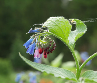 Symphytum peregrinum