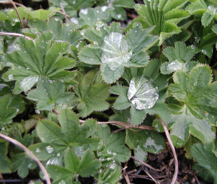 Alchemilla xanthochlora