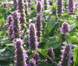 Agastache rugosa