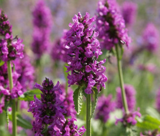 Stachys officinalis