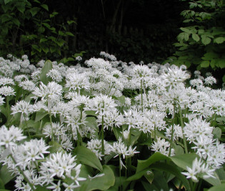 Allium ursinum