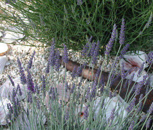 Lavendel mit Muscheln auf Kalkschotter
