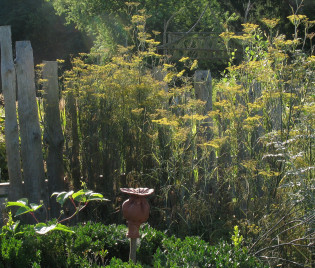 Foeniculum vulgare ‘Rubrum’