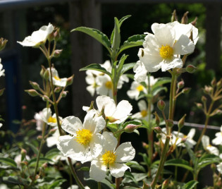 Cistus laurifolius