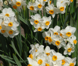 Narcissus 'Laurens Koster'