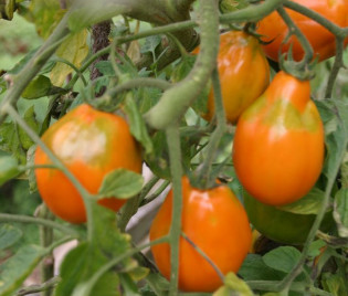 Tomate ‘Golden Pear’