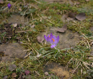 Krokus im Pflaster