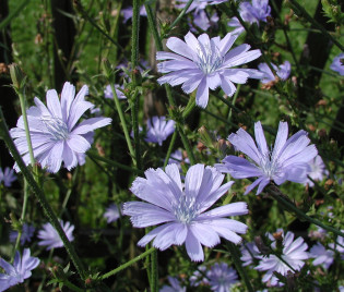 Cichorium intybus