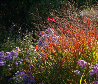 Panicum virgatum 'Rehbraun'