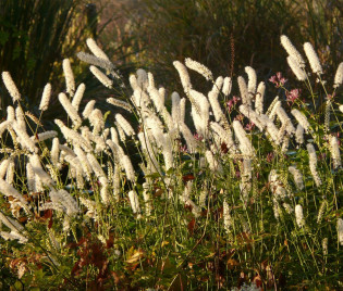 Cimicifuga simplex 'White Pearl'