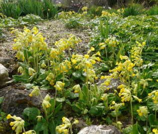 Primula veris