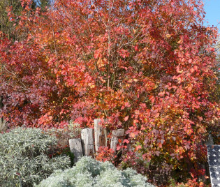 Artemisia arborescens ‘Powis Castle’