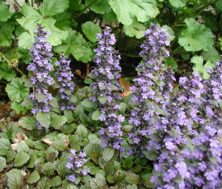 Ajuga reptans