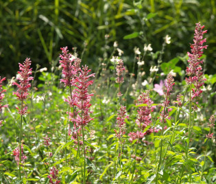 Agastache mexicana ‘Sangria’