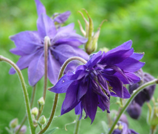 Aquilegia Vulgaris-Hybride 'Blue Barlow' 