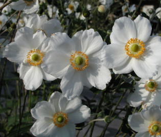 Anemone Japonica-Hybride 'Honorine Jobert'