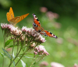 Eupatorium cannabinum