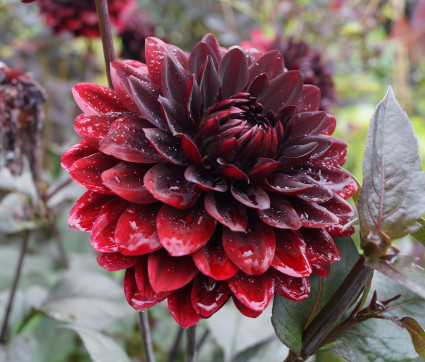 Dahlia 'Karma Choc' ® – Seerosen-Dahlie