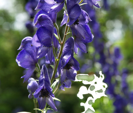 Blauer Berg-Eisenhut - Aconitum napellus