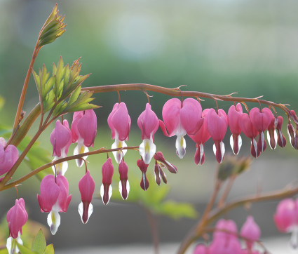 Tränendes Herz - Dicentra spectabilis