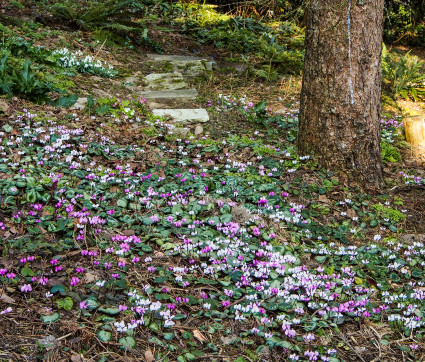 Cyclamen coum