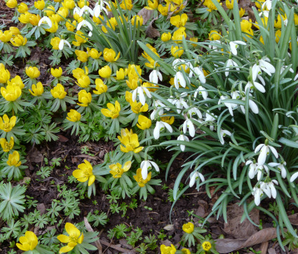 Eranthis hyemalis mit Galanthus elwesii