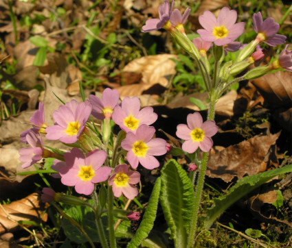 Primula Hybride