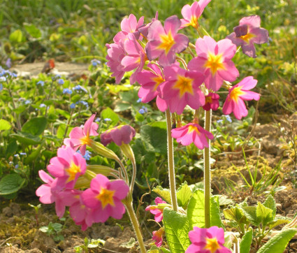 Primula Hybride