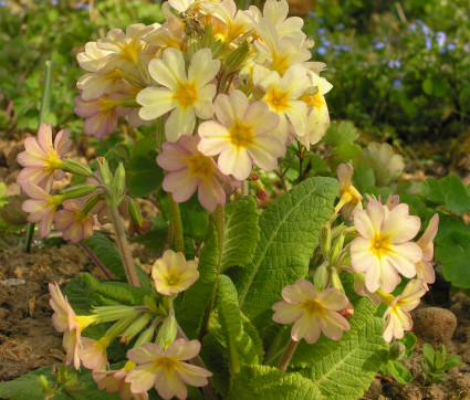 Primula Hybride