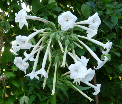 Nicotiana sylvestris