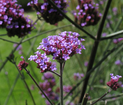 Verbena bonariensis