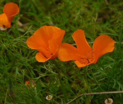 Eschscholtzia californica