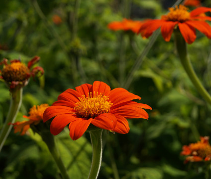 Tithonia rotundifolia