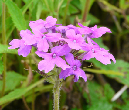 Verbena rigida