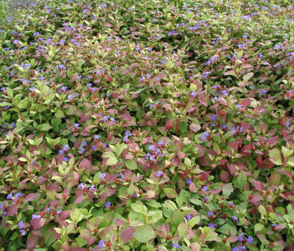 Ceratostigma plumbaginoides