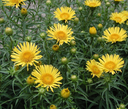 Inula ensifolia 'Compacta'