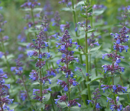 Nepeta grandiflora 'Blue Danube'