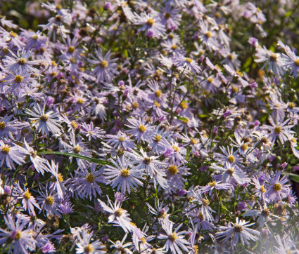 Aster pyrenaeus ‘Lutetia’