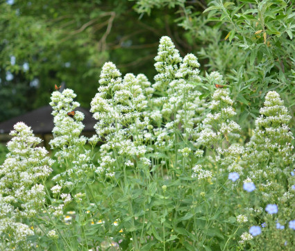 Centranthus ruber 'Albus'