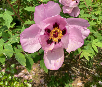 Zuchau Lavendel (deutsche Züchtung Rockii)