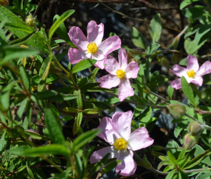 Cistus x stenophyllus