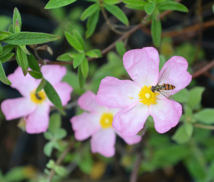 Cistus x scanbergii