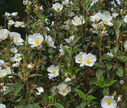 Cistus laurifolius