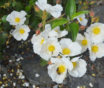 Cistus laurifolius