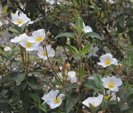 Cistus laurifolius