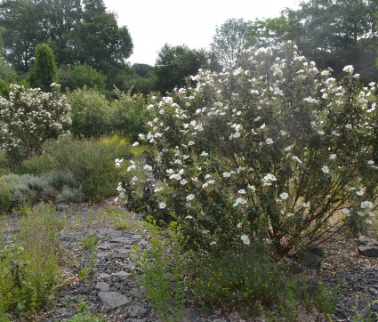 Cistus laurifolius